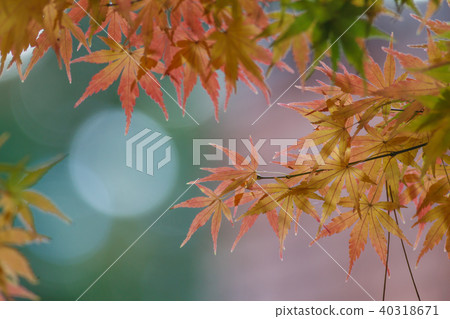 秋天,多彩,樹,樹木,農場,景色,小品,台灣,台中市,和平區,福壽山農場 秋天,多彩,樹,樹木,農場,景色,小品,台灣,台中市,和平區,福壽山農場 40318671