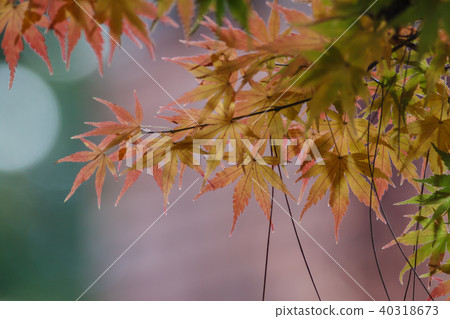 秋天,多彩,樹,樹木,農場,景色,小品,台灣,台中市,和平區,福壽山農場 40318673