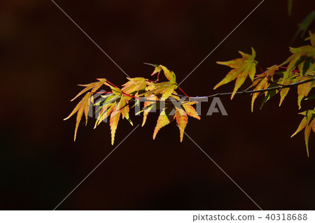 秋天,多彩,樹,樹木,農場,景色,小品,台灣,台中市,和平區,福壽山農場 40318688