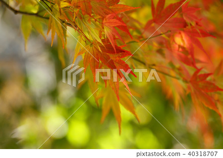 秋天,多彩,樹,樹木,農場,景色,小品,台灣,台中市,和平區,福壽山農場 秋天,多彩,樹,樹木,農場,景色,小品,台灣,台中市,和平區,福壽山農場 40318707