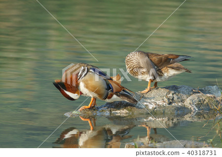 Bright, couple, Yilan, plum lake, blessing, love, marriage, husband and wife 40318731