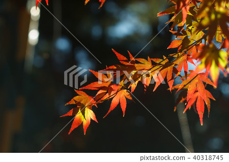 秋天,多彩,樹,樹木,農場,景色,小品,台灣,台中市,和平區,福壽山農場 40318745