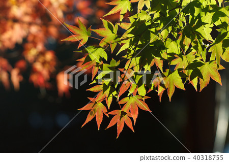 秋天,多彩,樹,樹木,農場,景色,小品,台灣,台中市,和平區,福壽山農場 40318755