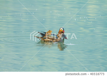 鮮豔,情侶,宜蘭,梅花湖,祝福,戀愛,結婚,夫妻 40318773