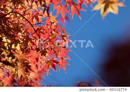 秋天,多彩,樹,樹木,農場,景色,小品,台灣,台中市,和平區,福壽山農場 40318774