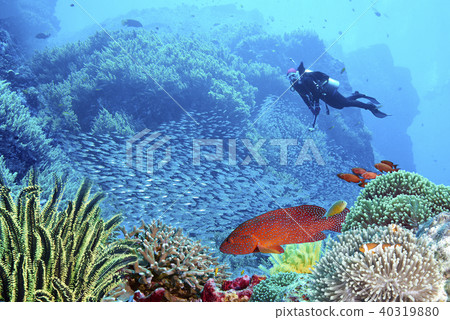 scuba driving scuba driving 40319880