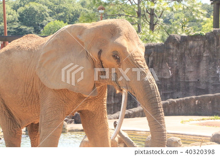 African elephant 7 40320398