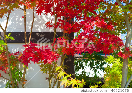 Autumn leaves 40321076