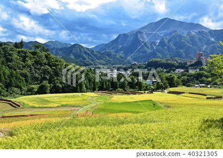 Teradaka terraced rice fields with harvest autumn 40321305