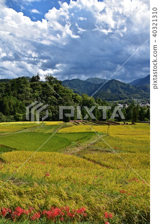 Teradaka terraced rice fields with harvest autumn Teradaka terraced rice fields with harvest autumn 40321310