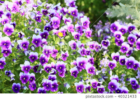 Viola flowers 40321433