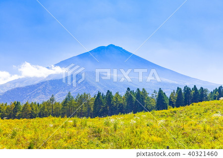 At Mt Fuji, Narusawa Village, Yamanashi Prefecture 40321460