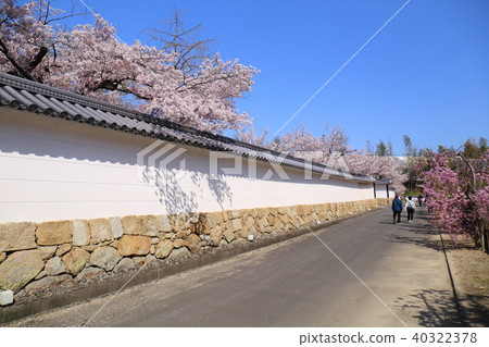 Kyoto Impero-ji Temple cherry-blossom approaching path Kyoto Impero-ji Temple cherry-blossom approaching path 40322378