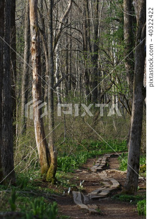 Togakushi Forest Park 40322422