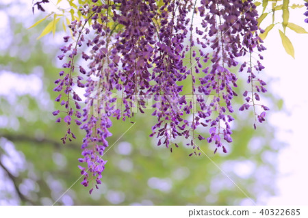 紫藤花 紫藤花 40322685