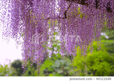 紫藤花 紫藤花 40322686
