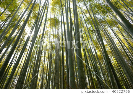 竹林傳播的風景 40322796