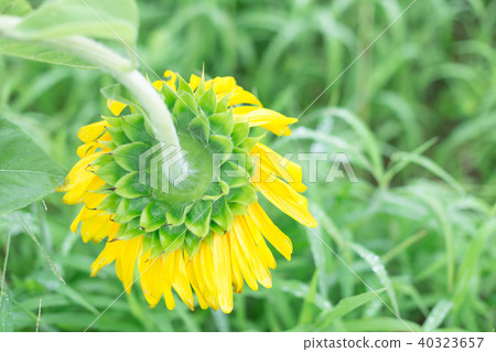 sunflower sunflower 40323657