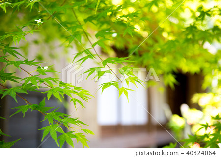 Fresh green Japanese house Fresh green Japanese house 40324064