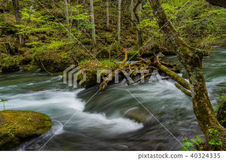 Oirase stream Oirase stream 40324335