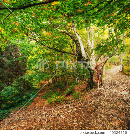 Waterfall in autumn sunlight. Beauty world. Carpathians. Ukraine. Europe Waterfall in autumn sunlight. Beauty world. Carpathians. Ukraine. Europe 40324336