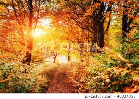 Waterfall in autumn sunlight. Beauty world. Carpathians. Ukraine. Europe Waterfall in autumn sunlight. Beauty world. Carpathians. Ukraine. Europe 40324355