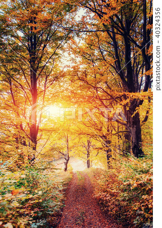 Waterfall in autumn sunlight. Beauty world. Carpathians. Ukraine. Europe Waterfall in autumn sunlight. Beauty world. Carpathians. Ukraine. Europe 40324356