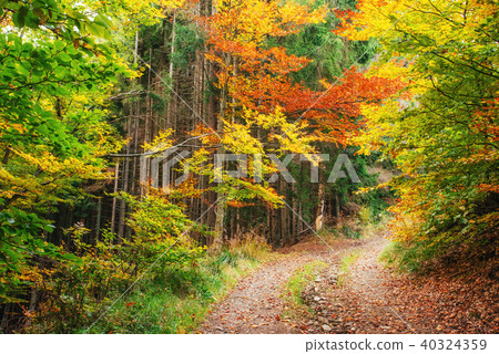 Forest Road in the autumn. Landscape Forest Road in the autumn. Landscape 40324359