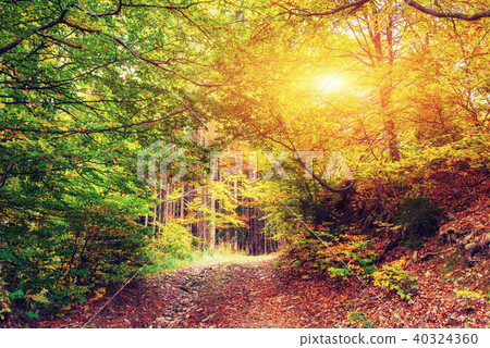 Forest Road in the autumn. Landscape Forest Road in the autumn. Landscape 40324360