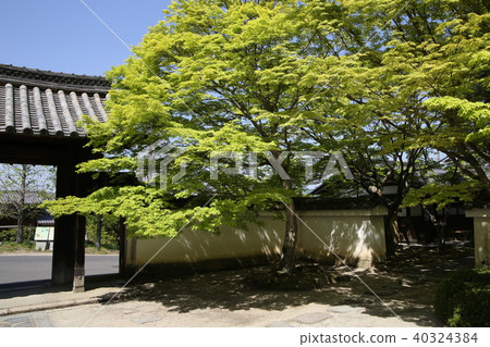 Fresh green of Ikyushu Temple 40324384