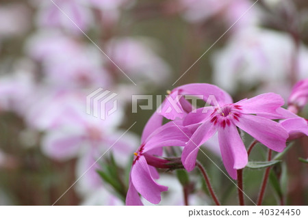  花園 40324450