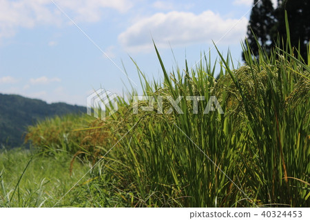 Rice ear and sky 40324453