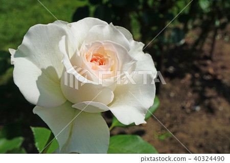 品種美麗的玫瑰叫珍珠牡蠣 品種美麗的玫瑰叫珍珠牡蠣 40324490