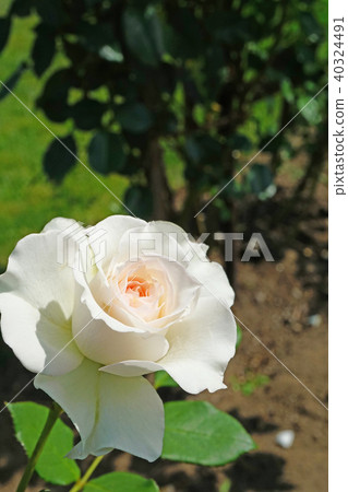 Beautiful rose of variety called pearl oyster 40324491
