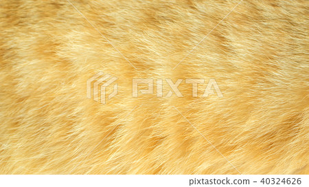 Close up of red striped cat for a background. Close up of red striped cat for a background. 40324626