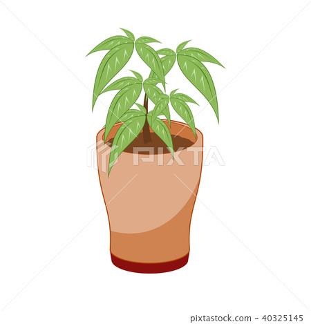 Pachira (houseplant) Pachira (houseplant) 40325145