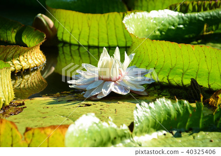 台灣 桃園 大王蓮 Flower of Victoria 大鬼蓮 台灣 桃園 大王蓮 Flower of Victoria 大鬼蓮 40325406
