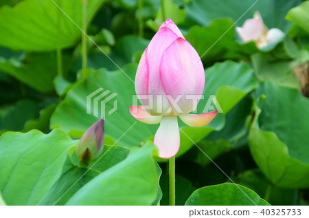 蓮花 桃園蓮花季 賞花 花季 夏天 荷花 Lotus Flower 蓮の花 蓮花 桃園蓮花季 賞花 花季 夏天 荷花 Lotus Flower 蓮の花 40325733