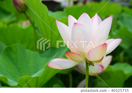 蓮花 桃園蓮花季 賞花 花季 夏天 荷花 Lotus Flower 蓮の花 蓮花 桃園蓮花季 賞花 花季 夏天 荷花 Lotus Flower 蓮の花 40325735