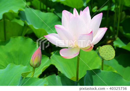 Lotus, peach garden, lotus flower, flower viewing, summer, lotus, lotus flower, lotus flower 40325736