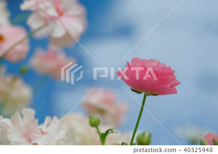 Ranunculus Ranunculus 40325948