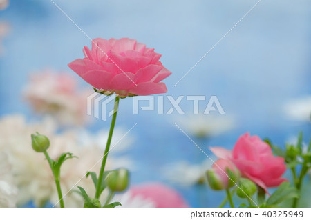 Ranunculus Ranunculus 40325949