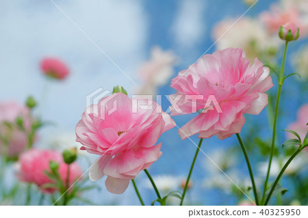 Ranunculus Ranunculus 40325950