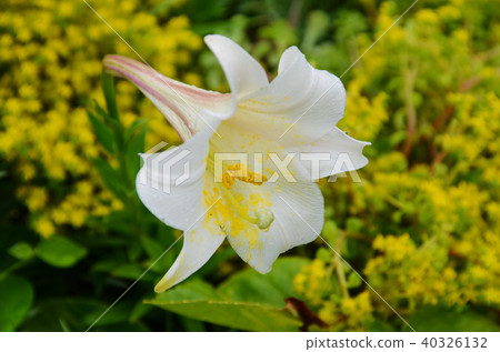 新北市白沙灣台灣百合福摩薩百合百合 40326132