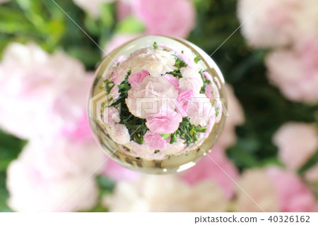 Carnation 1 40326162