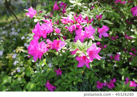 Azalea 40326280