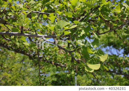 Ginkgo biloba 40326281