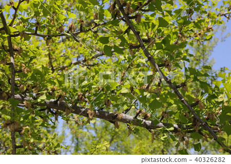 Ginkgo biloba 40326282