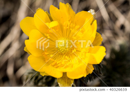 Good luck and Kobuki up Good luck and Kobuki up 40326639