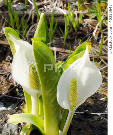 Waterside Mochi 3 Waterside Mochi 3 40326643